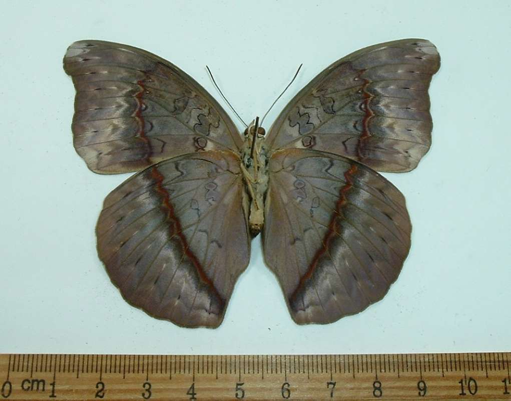 Female - Ventral View<br>(Origin of the Specimen: Uganda, October)
