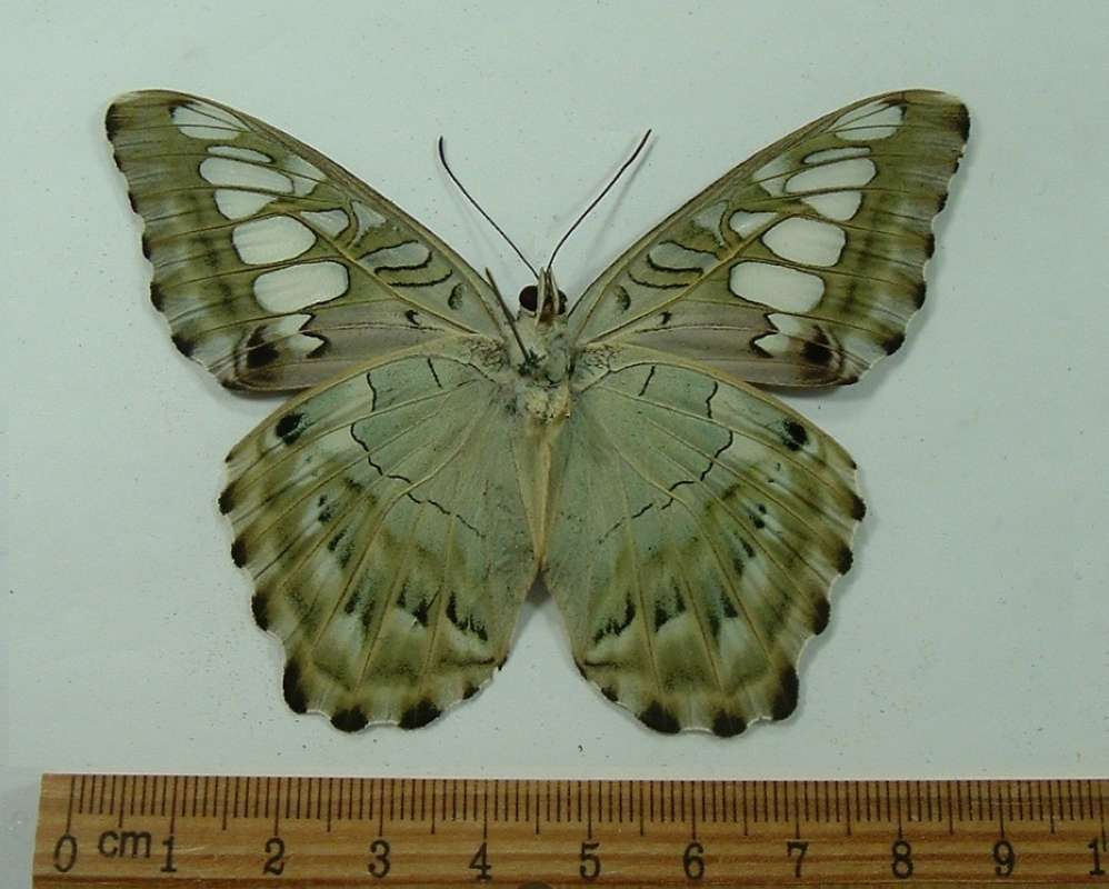 Male - Ventral View<br>(Origin of the Specimen: Vietnam, April 1994)
