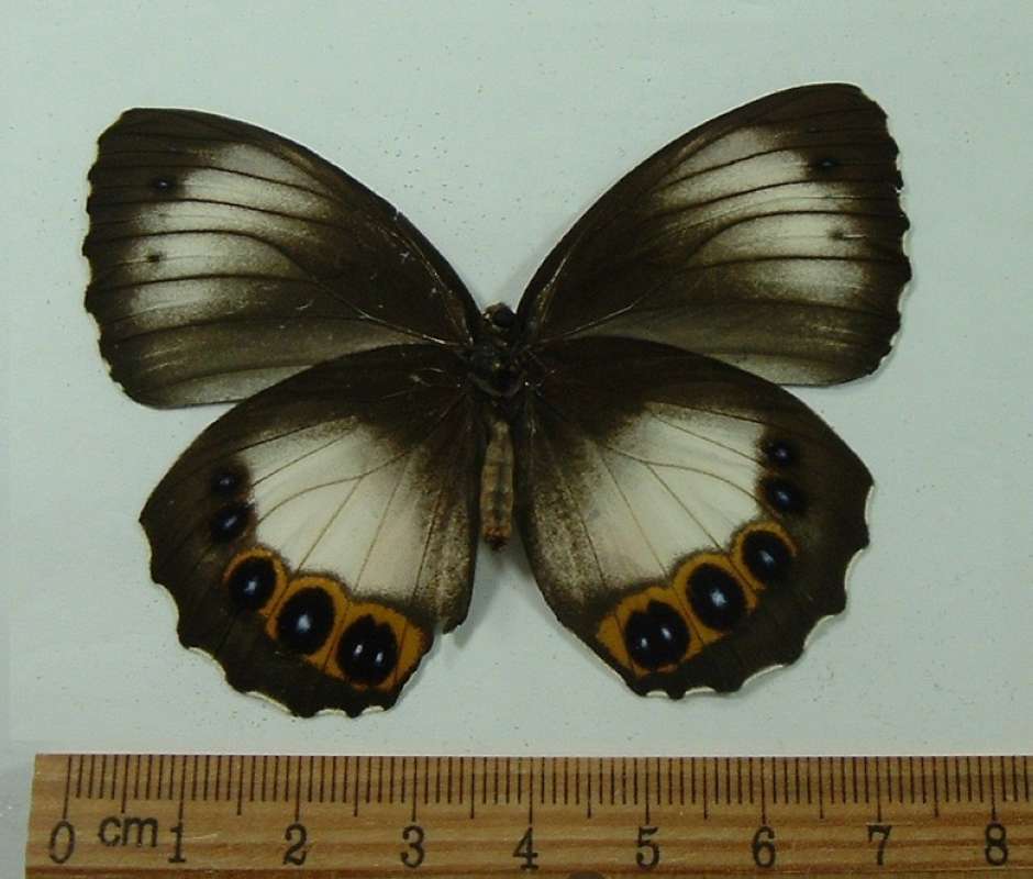 Female - Ventral View<br>(Origin of the Specimen: Kei Island, December)