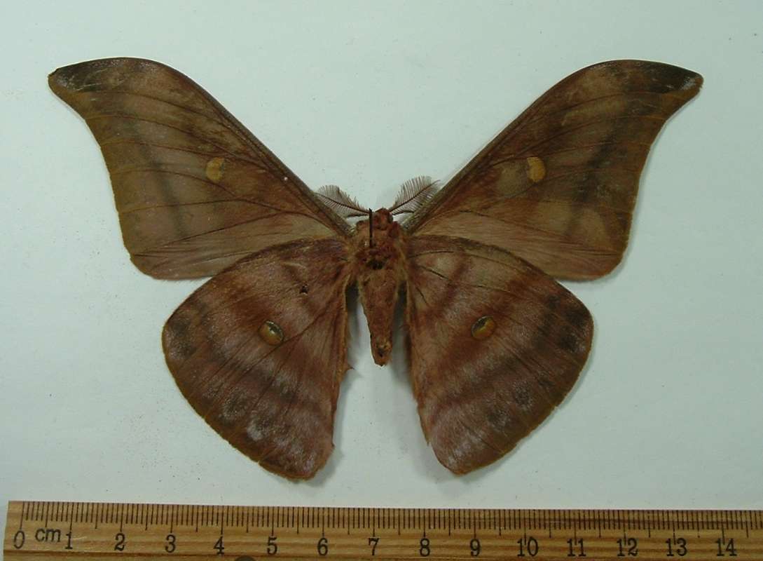 Male - Ventral View<br>(Origin of the Specimen: Vietnam, April 2001)