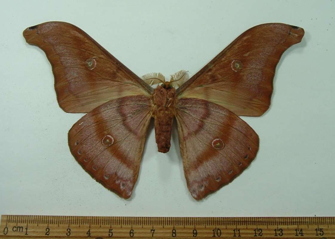 Male - Ventral View<br>(Origin of the Specimen: East Java,  May)