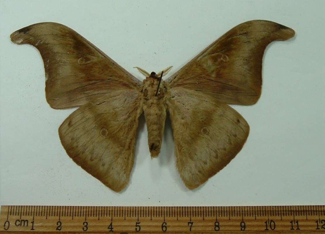 Male - Ventral View<br>(Origin of the Specimen: Bawean Isle, April 1987)