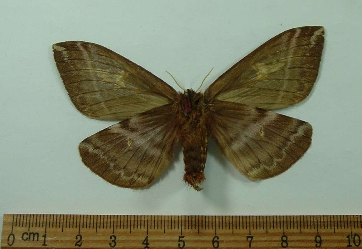 Male - Ventral View<br>(Origin of the Specimen: Juan Caballero, Paraguay, December)