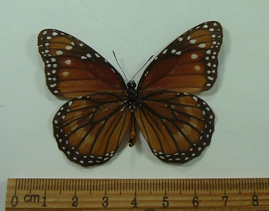 Female - Ventral View<br>(Origin of the Specimen: Fort Myers, Florida, Fall, 2008)