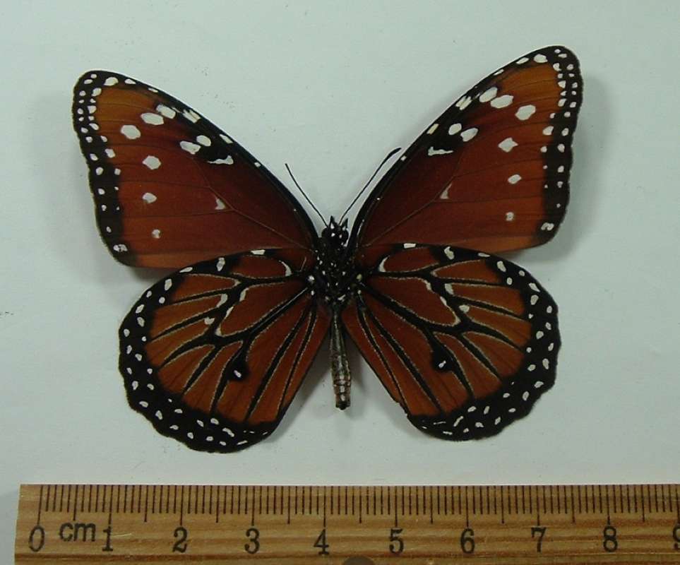 Male - Ventral View<br>(Origin of the Specimen: Fort Mysers, Florida, Fall 2008)