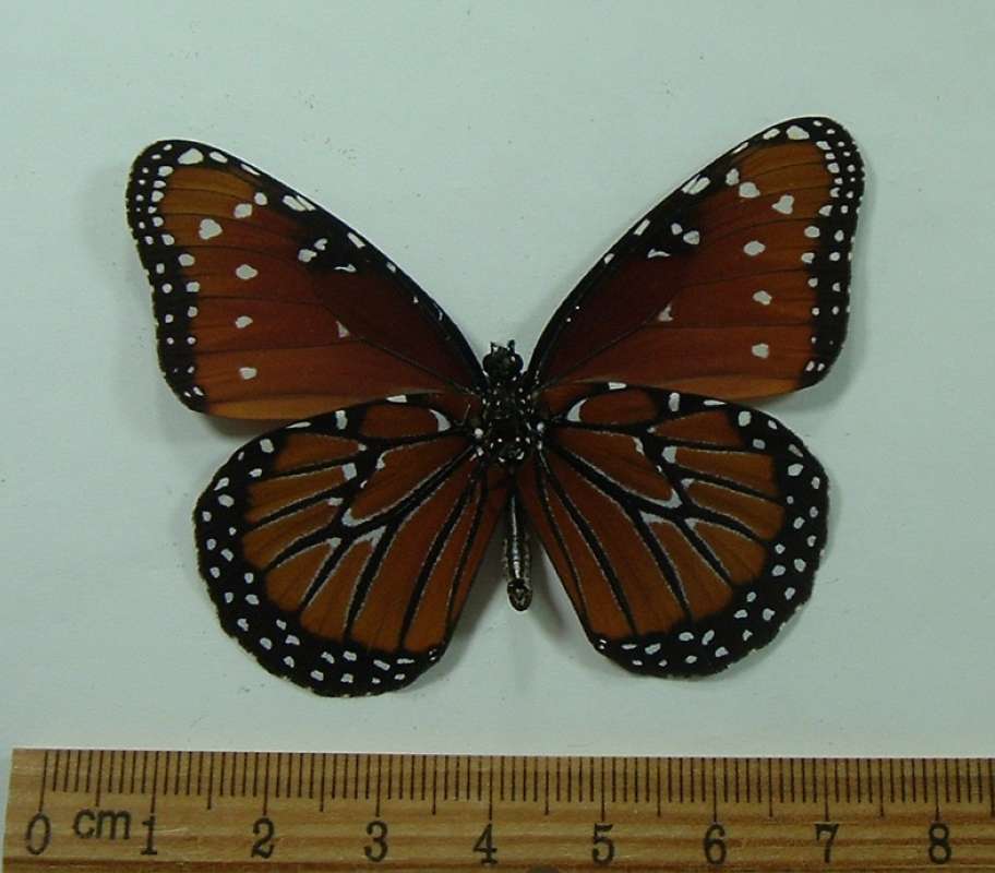 Female - Ventral View<br>(Origin of the Specimen: Fort Mysers, Florida, Fall 2008)