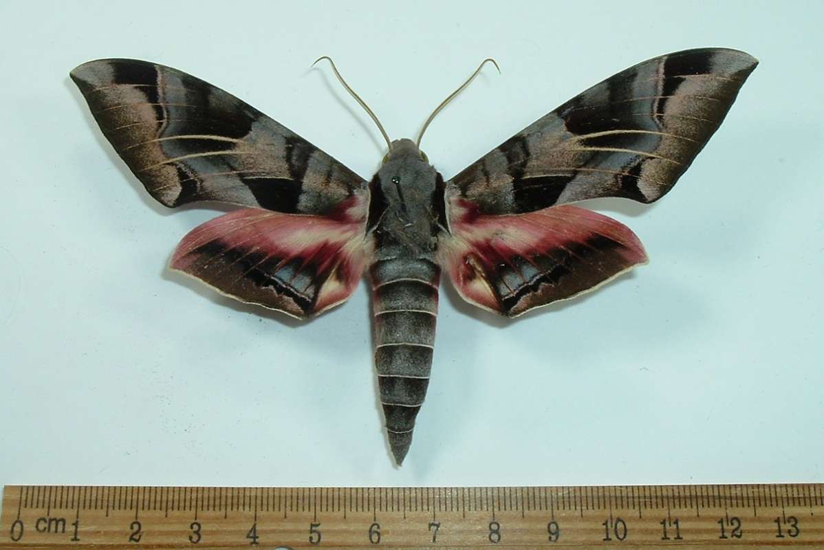 Female - Dorsal View<br>(Origin of the Specimen: Patagonia, Arizona, July 2014)