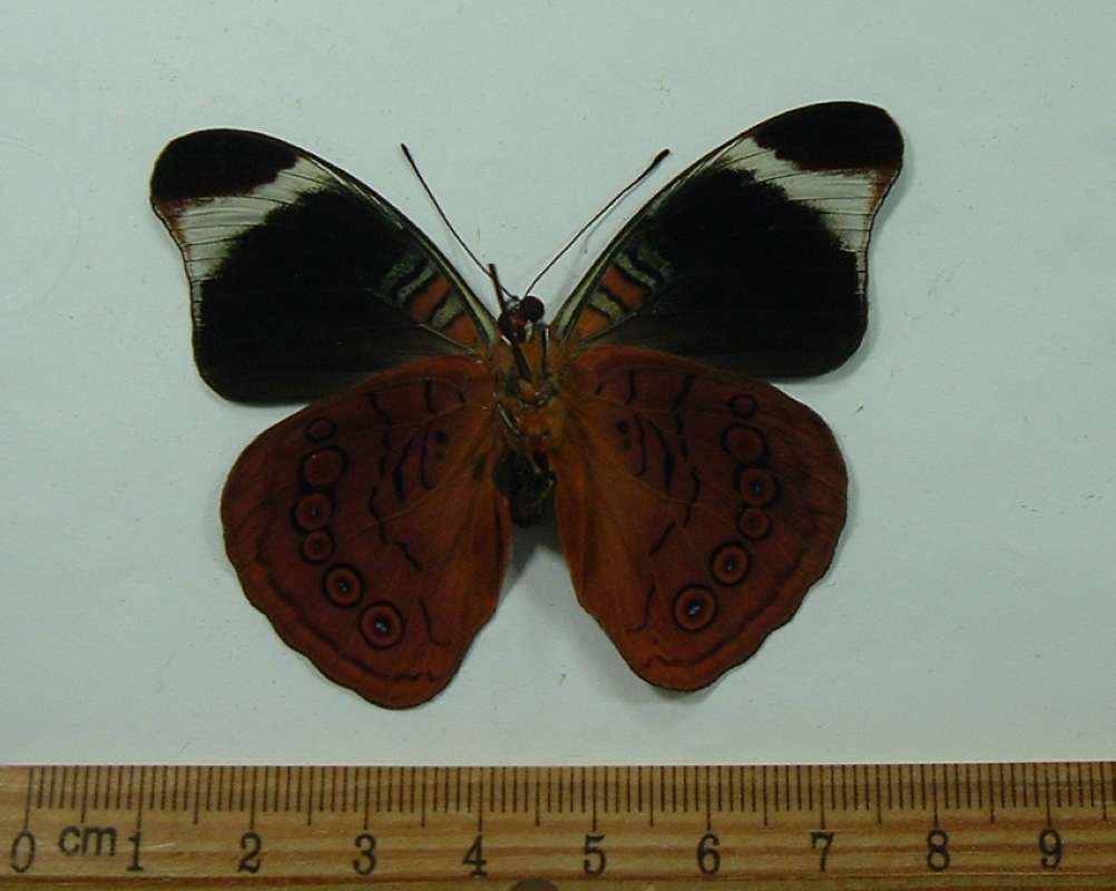 Male - Ventral View<br>(Origin of the Specimen: Costa Rica, October)