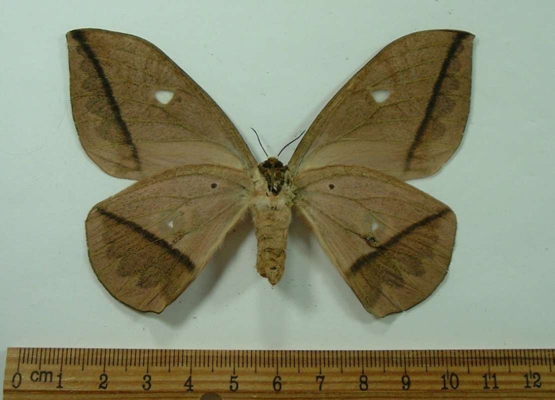 Female - Ventral View<br>(Origin of the Specimen: Cameroon, August)