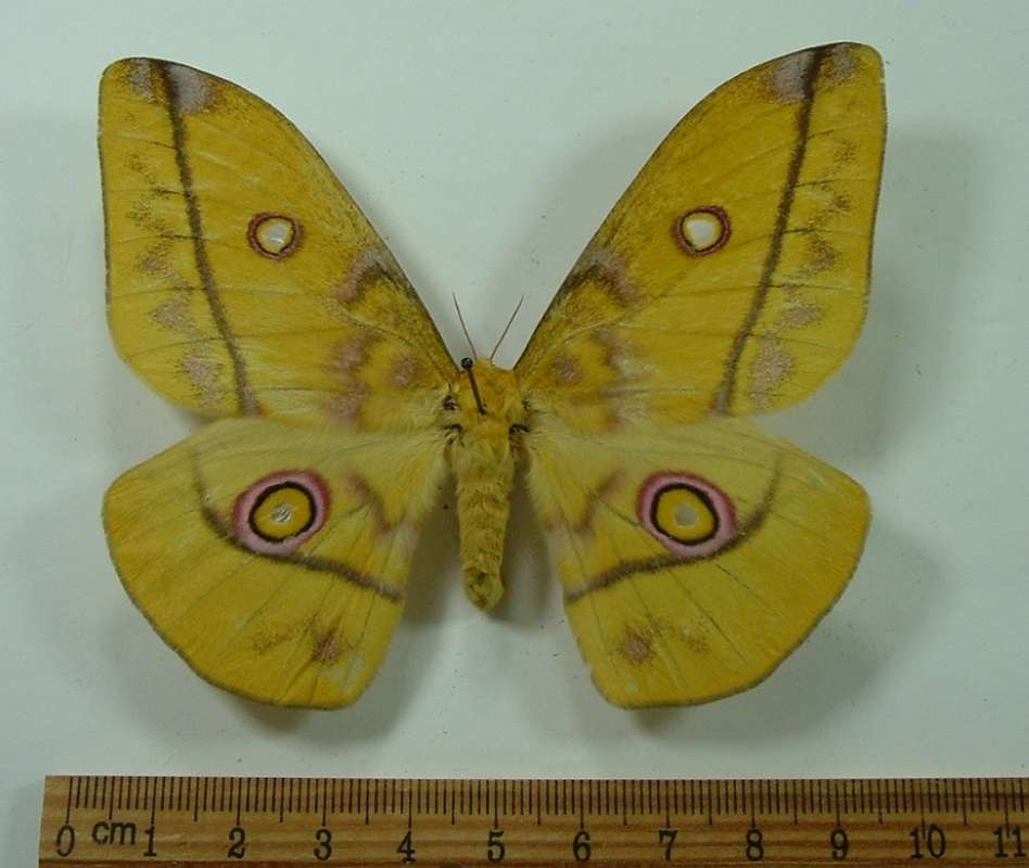Female - Dorsal<br>(Origin of the Specimen: Cameroon, August)