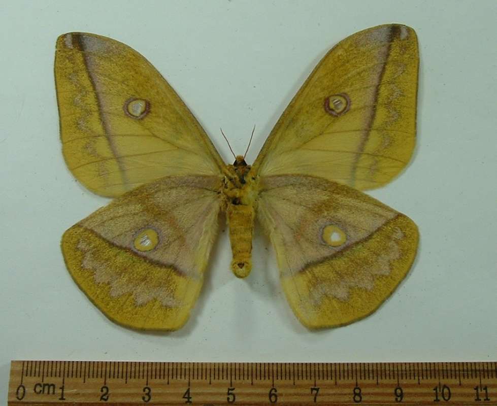 Female - Ventral<br>(Origin of the Specimen: Cameroon, August)