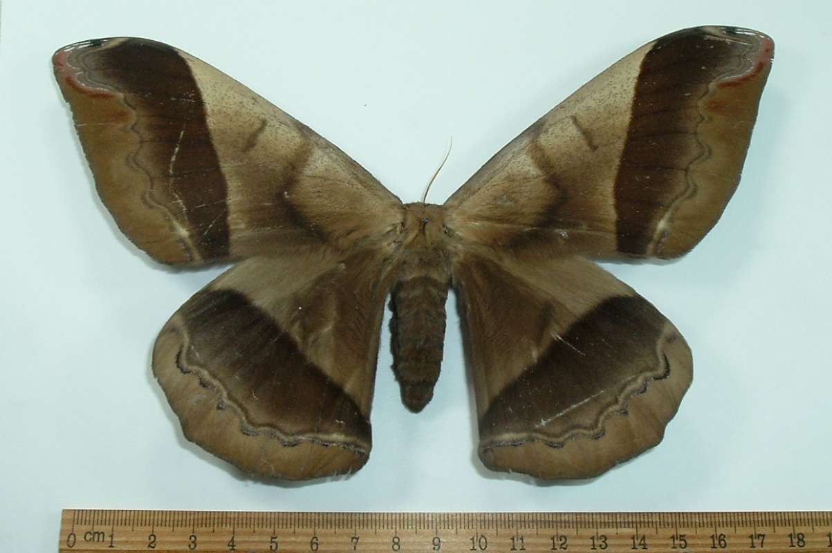 Female - Dorsal<br>(Origin of the Specimen: Calima Valley, North Colombia, Apr)
