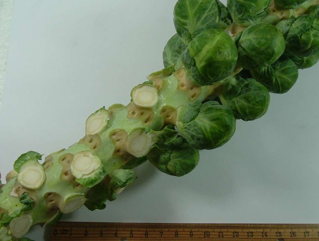 Partially Picked Stalk<br>(Origin of the Specimen: Grocery Trade, Illinois, 2014)