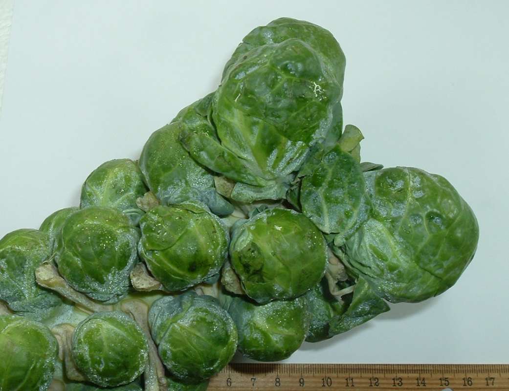 Top of Stalk<br>(Origin of the Specimen: Grocery Trade, Illinois, 2014)