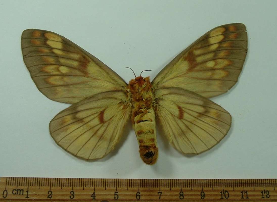 Female - Ventral View<br>(Origin of the Specimen: Panama, December)
