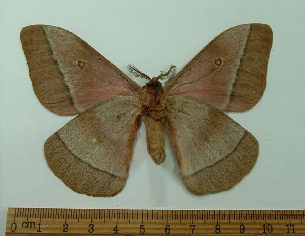 Male - Ventral View - Dark Form<br>(Origin of the Specimen: Tanzania, May 1989)