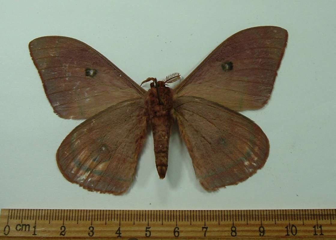 Male - Ventral View<br>(Origin of the Specimen: Malawi, January)