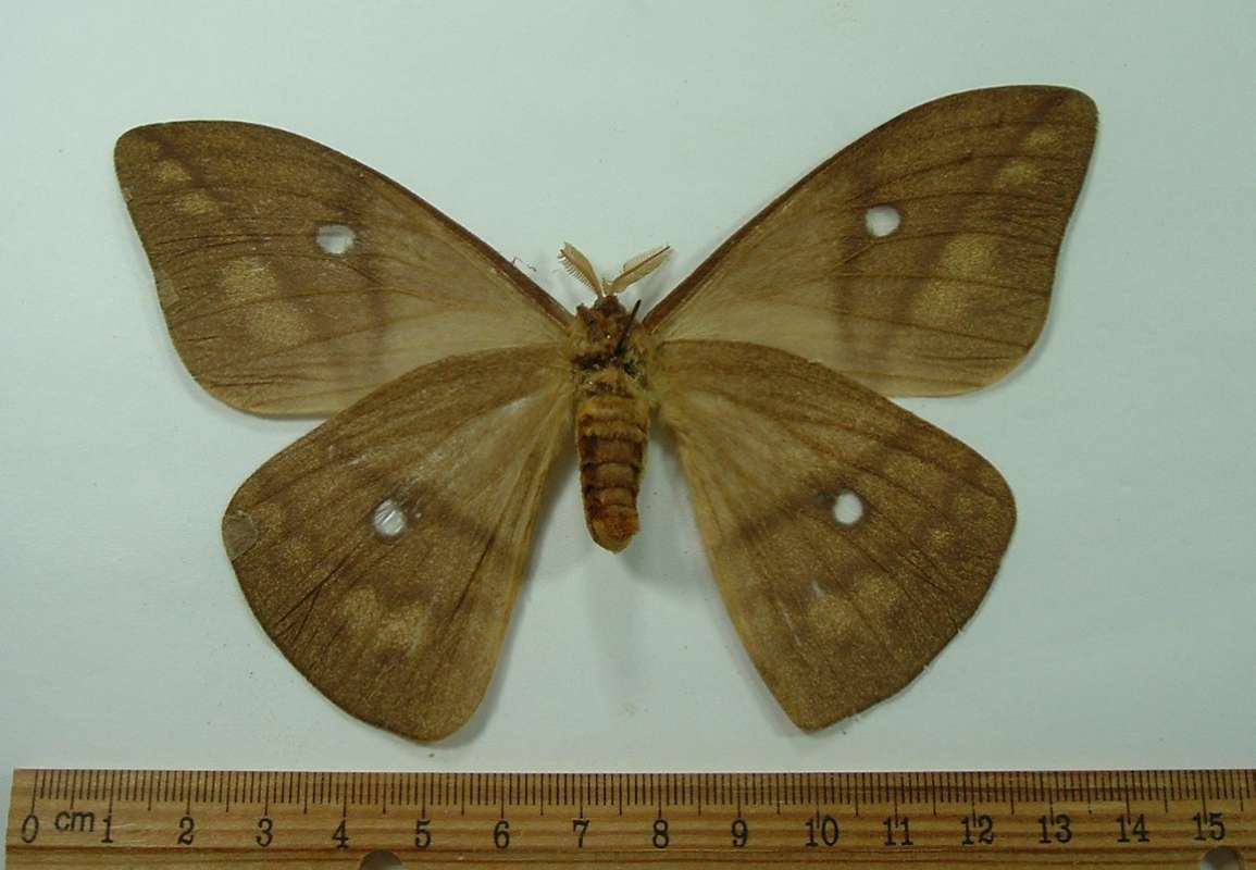 Female - Ventral View<br>(Origin of the Specimen: Tanzania, May 1989)