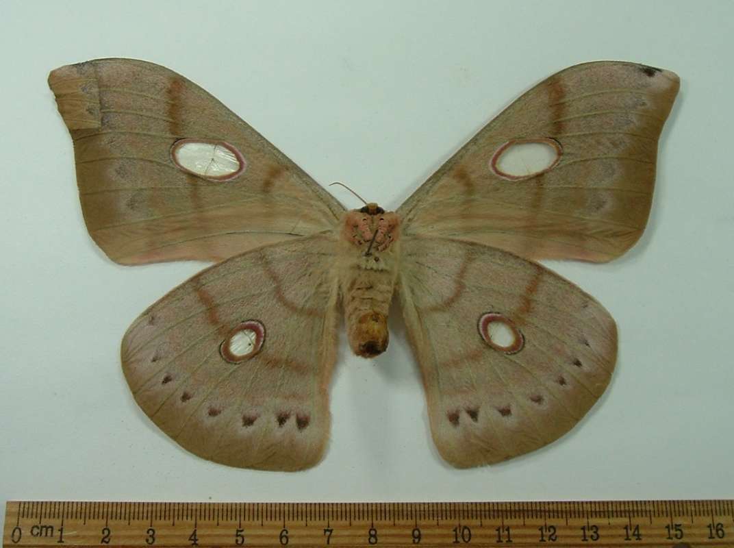 Female - Ventral<br>(Origin of the Specimen: Java, November 2009)