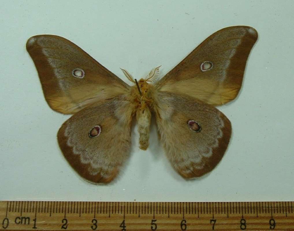 Male - Ventral View<br>(Origin of the Specimen: New Britain, August 2001)