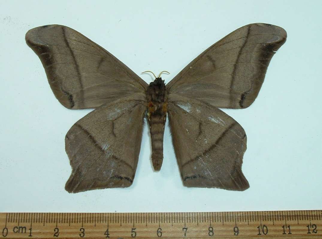 Male - Ventral View<br>(Origin of the Specimen: Ecuador, December)