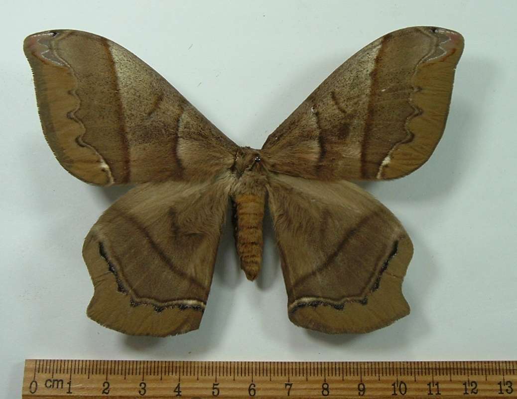 Female - Dorsal View<br>(Origin of the Specimen: Ecuador, December)