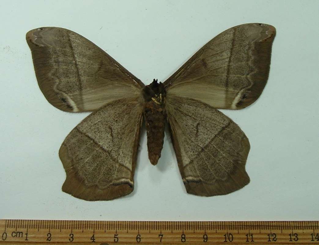 Female - Ventral View<br>(Origin of the Specimen: Ecuador, December)