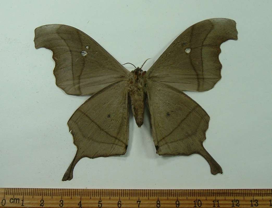 Male - Ventral View<br>(Origin of the Specimen: Paraguay, March)
