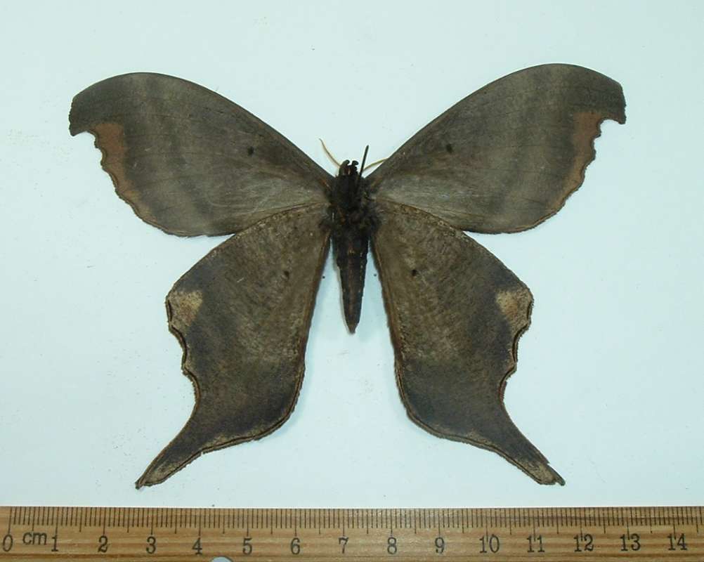 Male - Ventral View<br>(Origin of the Specimen: Bolivia, July 1992)