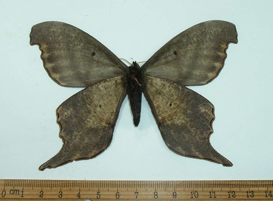 Male - Ventral View<br>(Origin of the Specimen: Obidos, Brazil, July 1982)