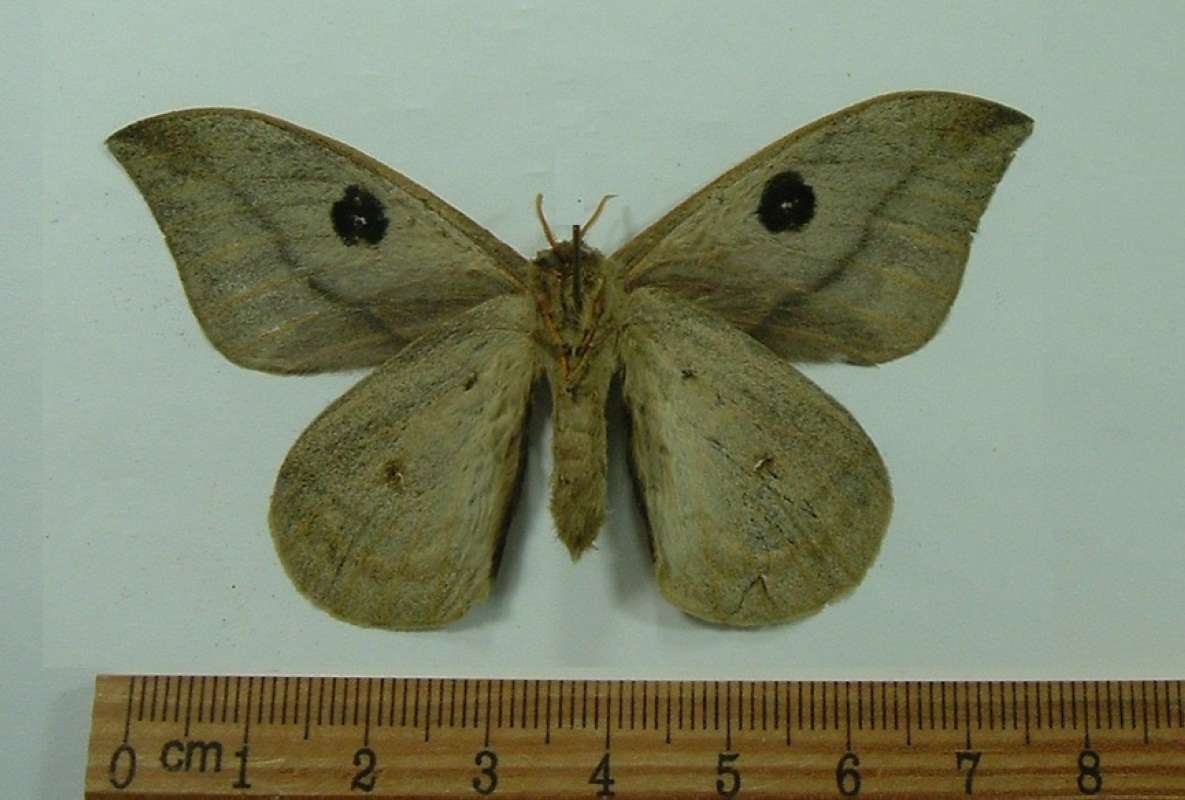 Male - Ventral View<br>(Origin of the Specimen: Panama, April)