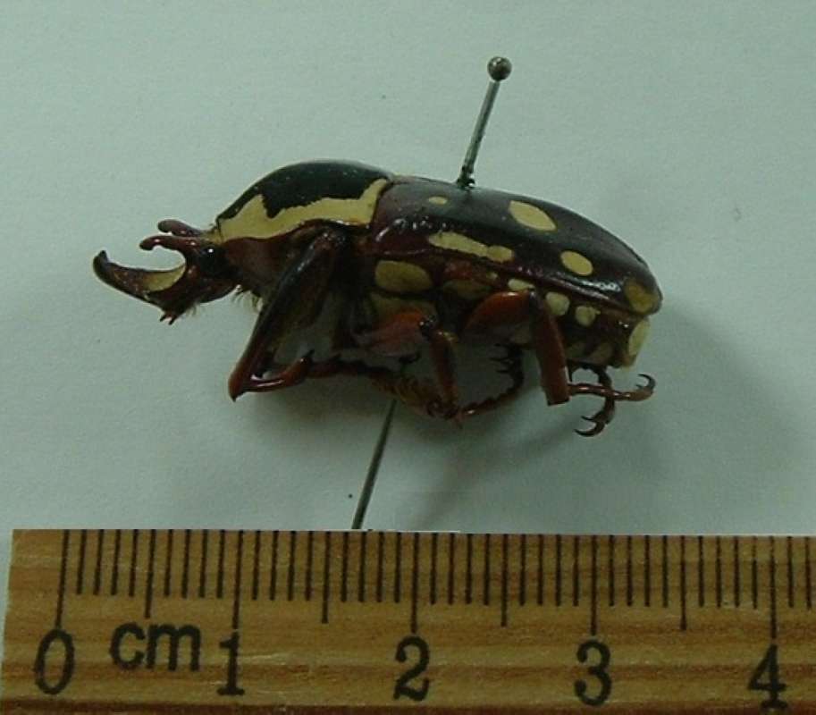 Male - Side View<br>(Origin of the Specimen: Mpwapun, Africa)