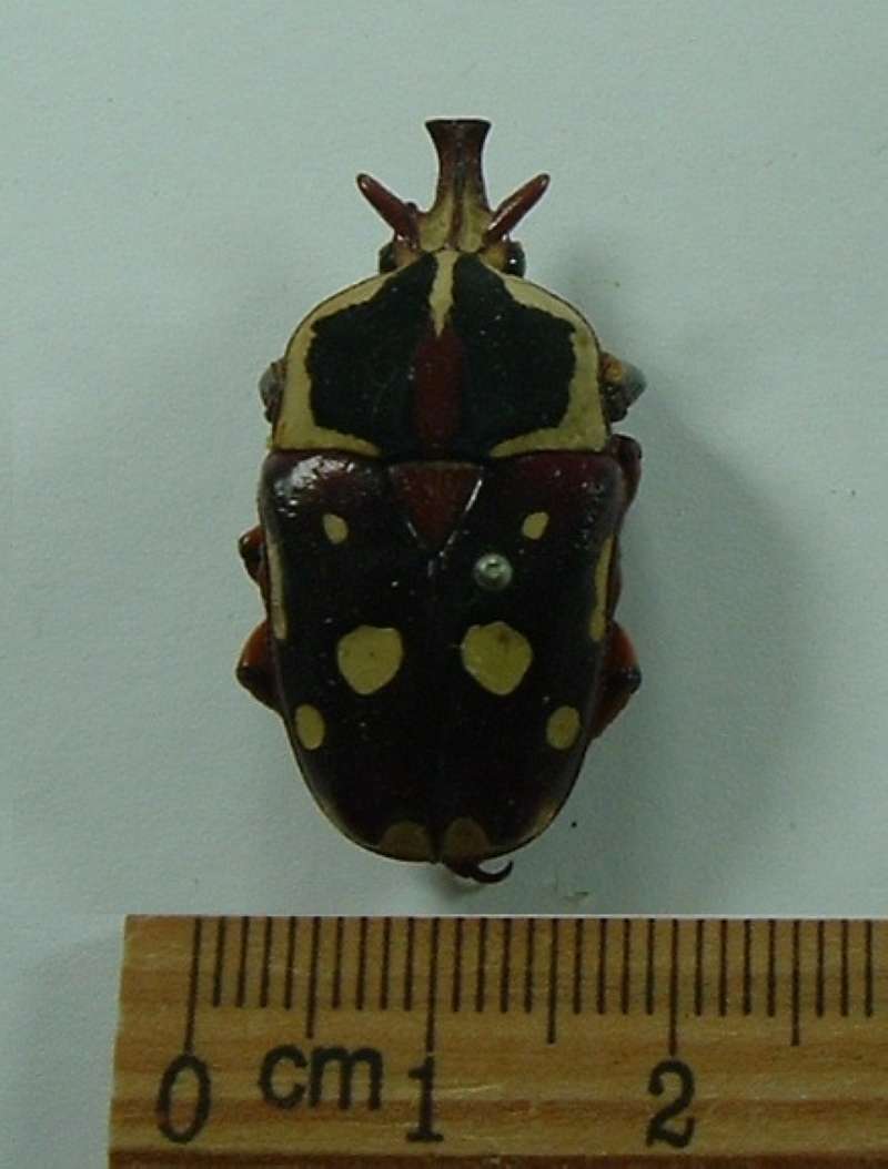 Male - Dorsal View<br>(Origin of the Specimen: Mpwapun, Africa)