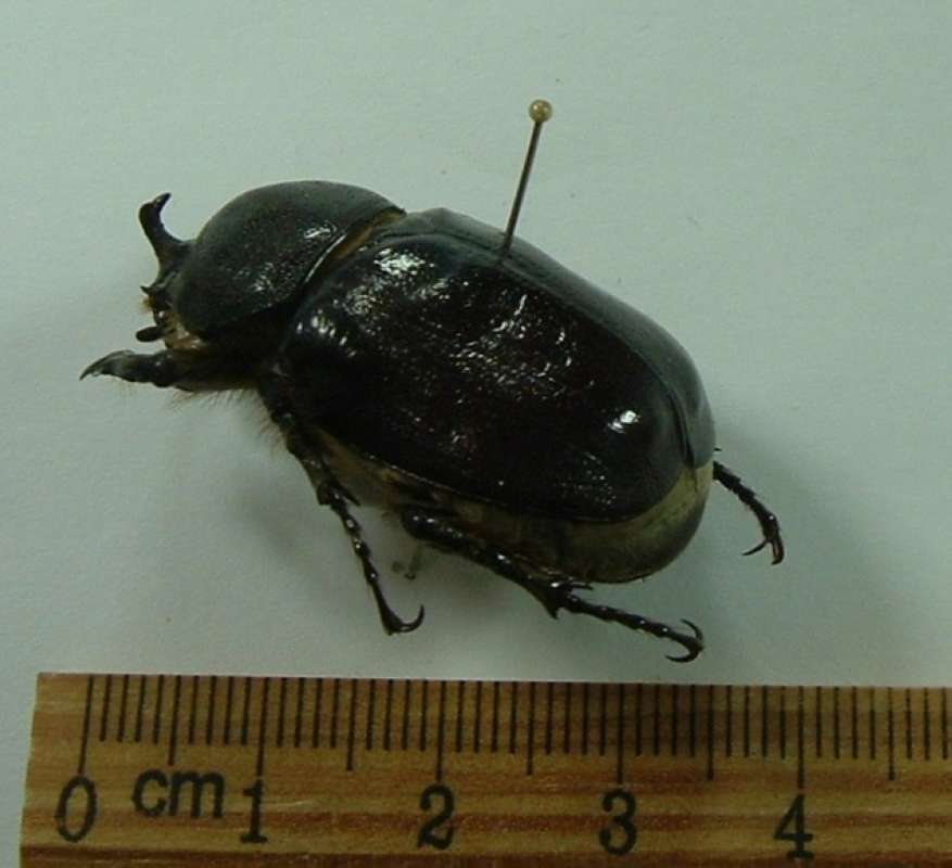 Male - Angle View<br>(Origin of the Specimen: Near Glamis, California, Oct 2006)