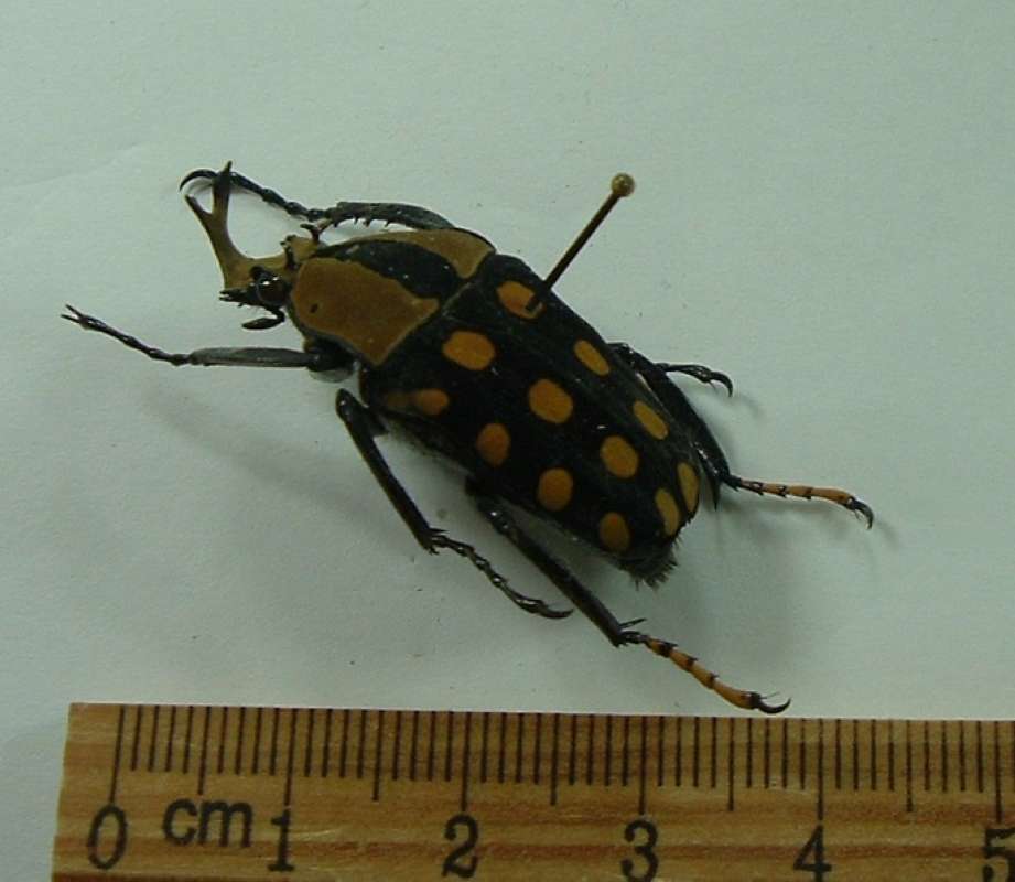 Male - Ventral View<br>(Origin of the Specimen: Malawi, Dec. 1980)