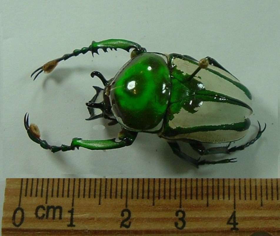 Male - Dorsal View<br>(Origin of the Specimen: All lDays, Transvaal, S. Africa)