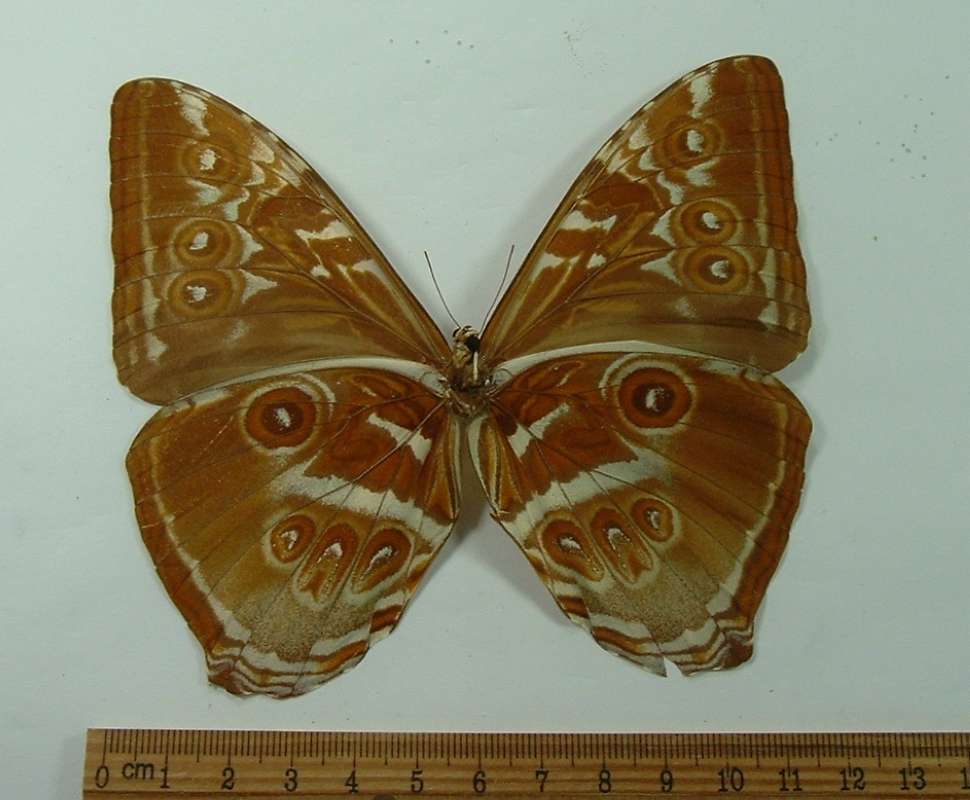 Female - Ventral View<br>(Origin of the Specimen: No Data Supplied)