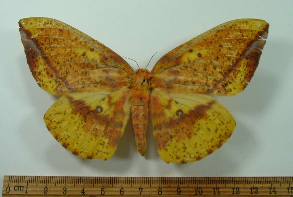 Female - Dorsal View<br>(Origin of the Specimen: Golfeto, Costa Rica, July)