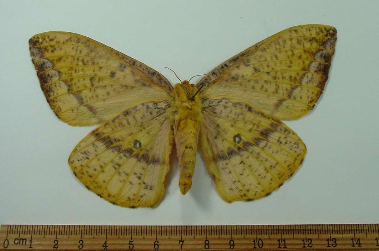 Female - Ventral View<br>(Origin of the Specimen: Golfeto, Costa Rica, July)