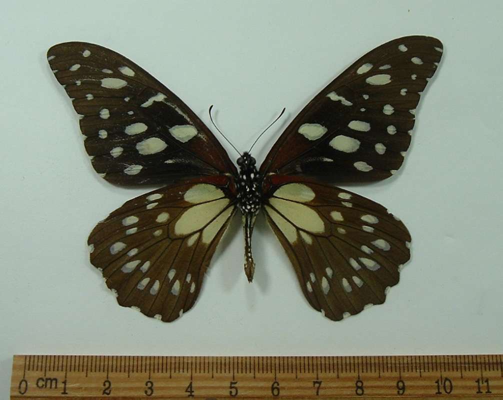 Male - Ventral<br>(Origin of the Specimen: Kenya, July 1998)