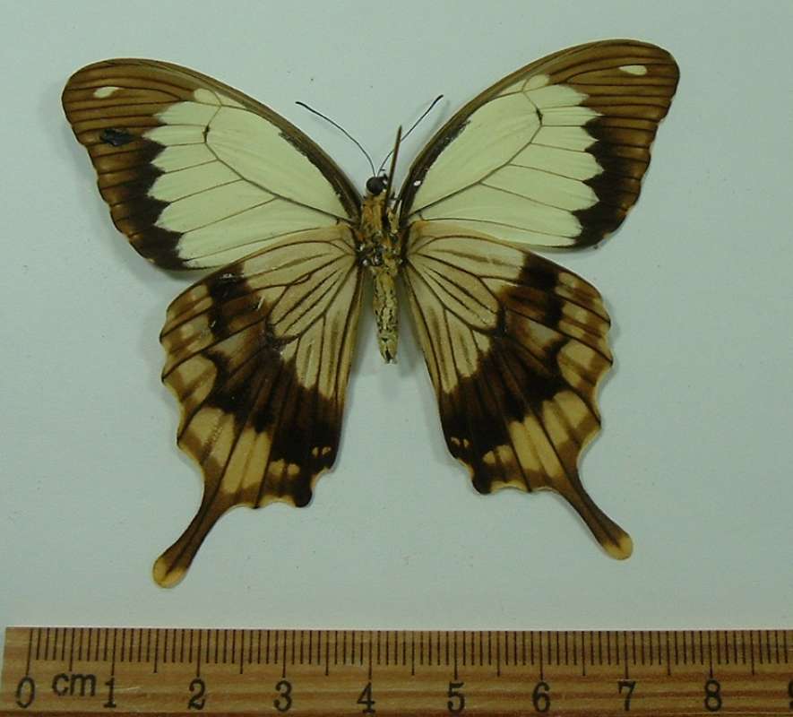 Male - Ventral View<br>(Origin of the Specimen: Kenya, August 2001)