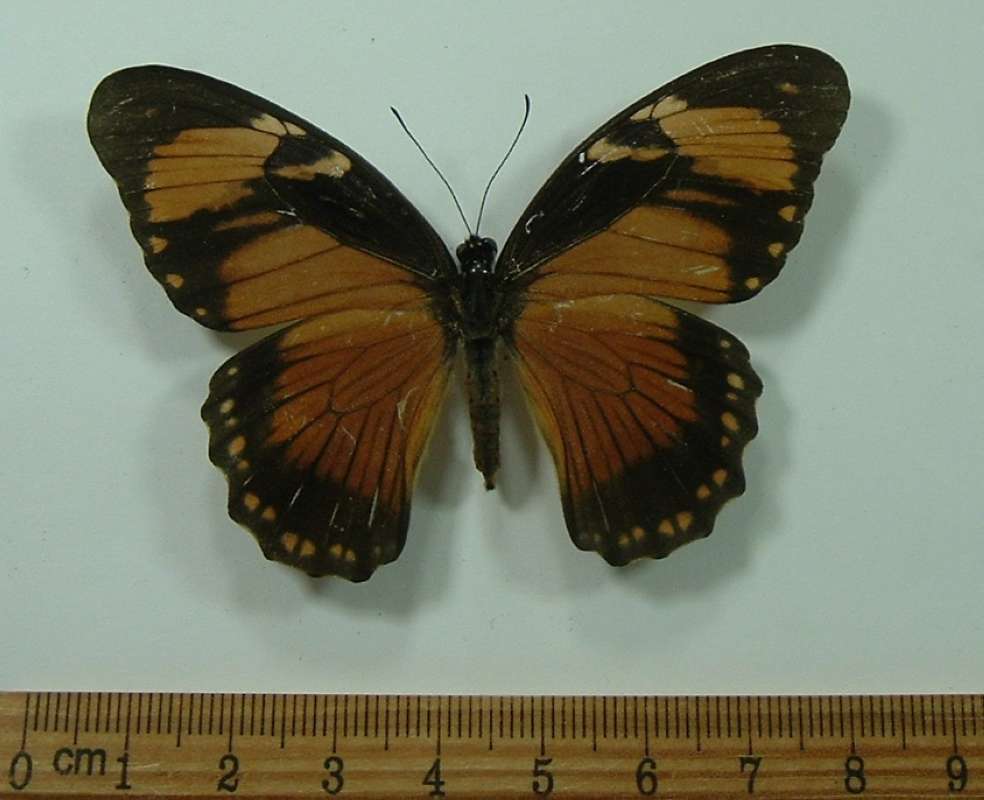 Fml - Dor - :Two Large Orange Spots in FW<br>(Origin of the Specimen: Kenya, August 2001)