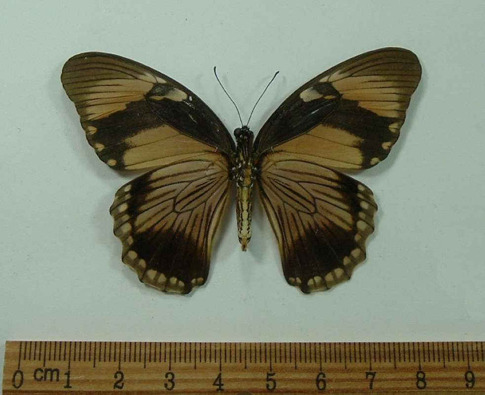 Female - Ventral View<br>(Origin of the Specimen: Kenya, August 2001)