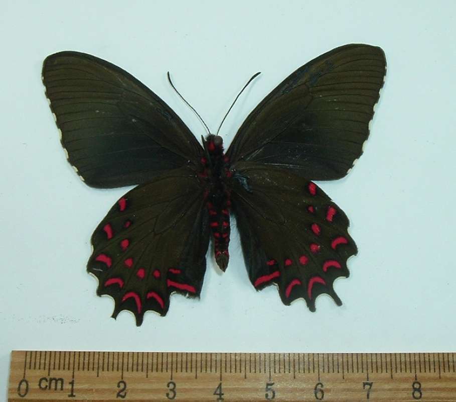 Male - Ventral View<br>(Origin of the Specimen: El Salvador)