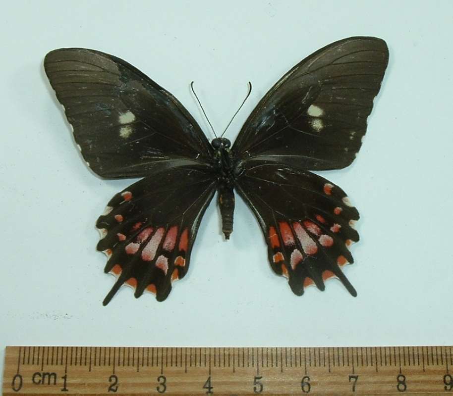 Female - Ventral View<br>(Origin of the Specimen: Bred El Salvador, July 2002)