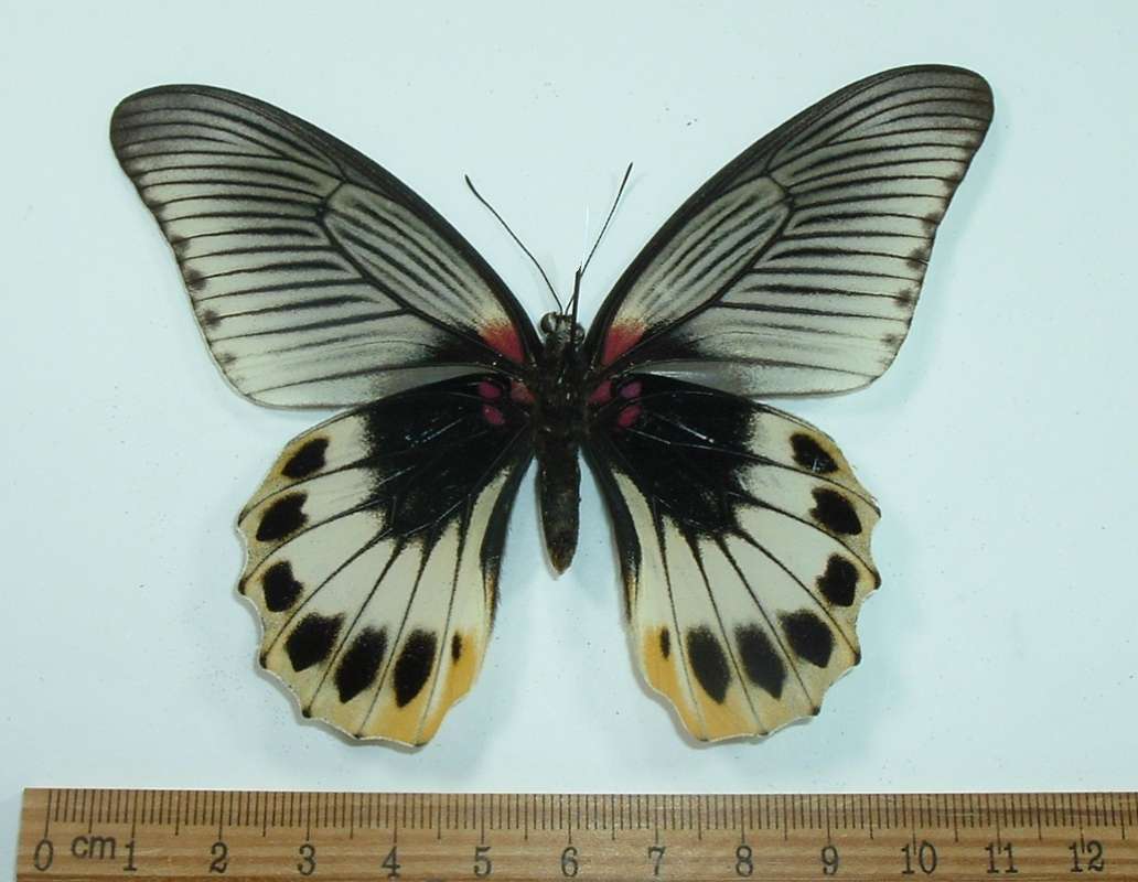 Female - Vetnral View (with tails)<br>(Origin of the Specimen: West Java, Indonesia)