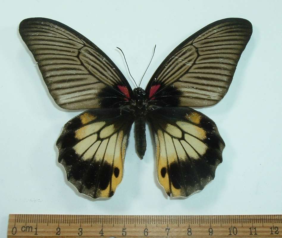 Female - Dorsal - Rear Wing Border Dark Dorsally<br>(Origin of the Specimen: Bacan, Indonesia, June 2011)