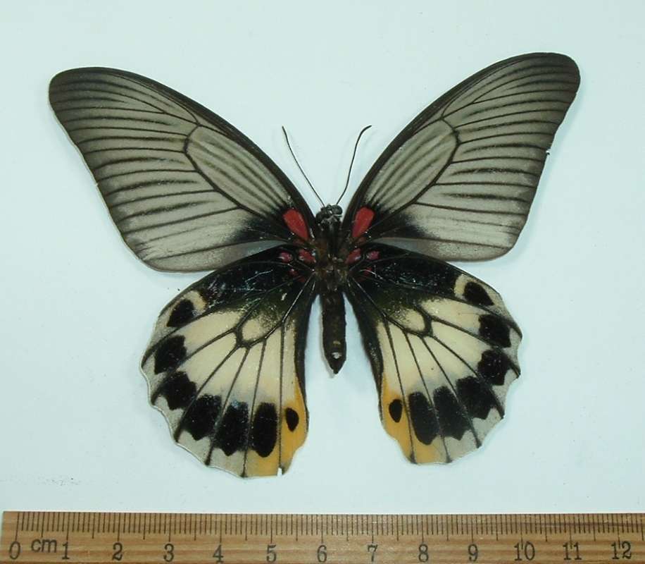 Female - Ventral<br>(Origin of the Specimen: Bacan, Indonesia, June 2011)