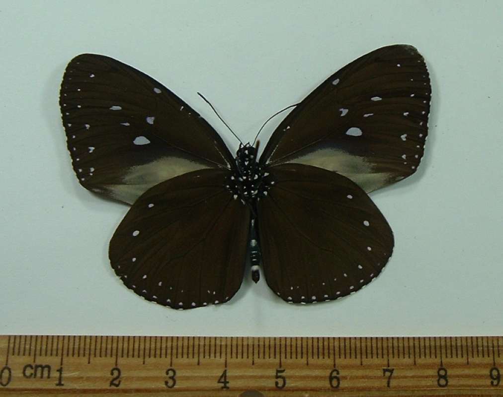 Male - Ventral View<br>(Origin of the Specimen: Burma, September 1993)