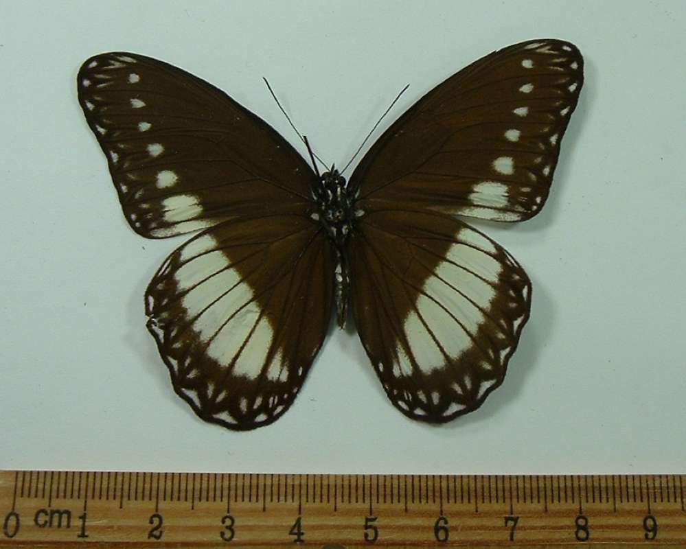 Male - Ventral View<br>(Origin of the Specimen: Negros, May 2008)